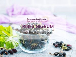 Ribes nigrum