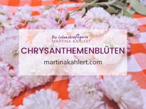 Chrysanthemenblüten frisch geerntet